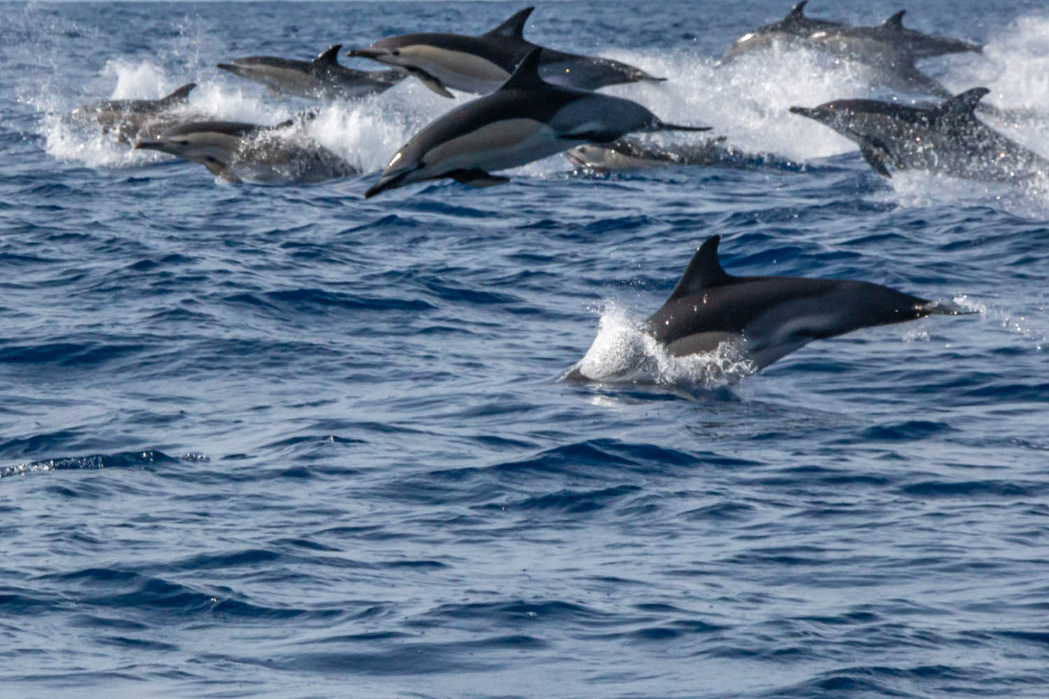 voyage naturaliste les cetaces et oiseaux marins des acores 20