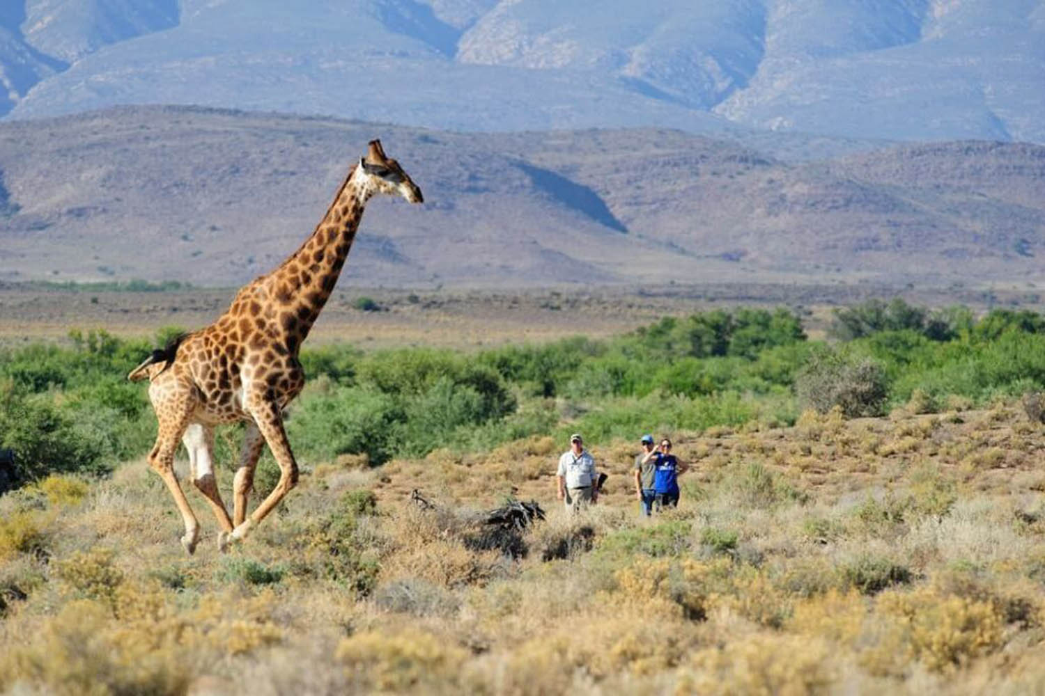 voyage naturaliste sur la mégafaune du Cap en Afrique du Sud copyright Sanbona 4