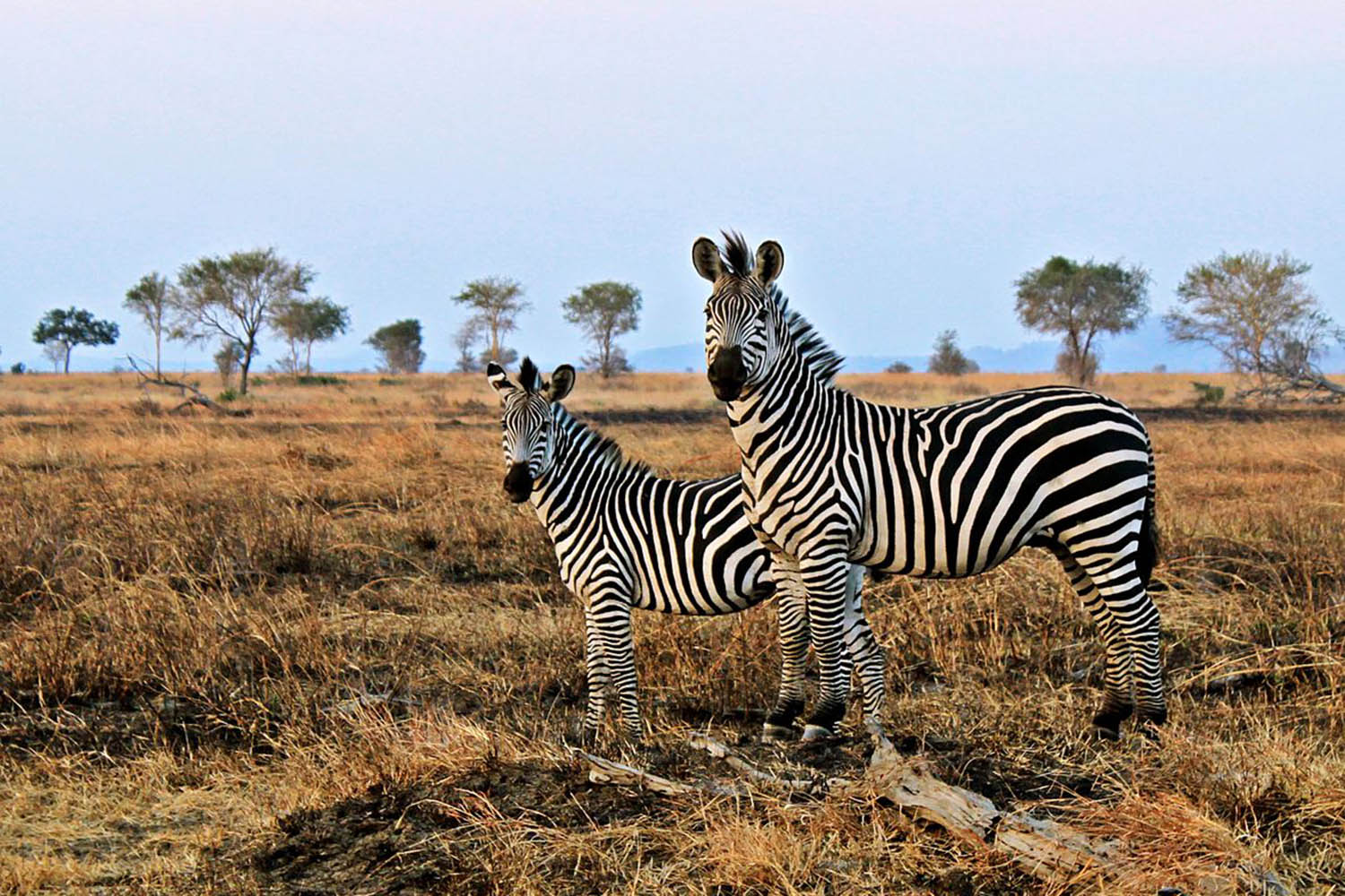 voyage naturaliste sur la mégafaune du Cap en Afrique du Sud