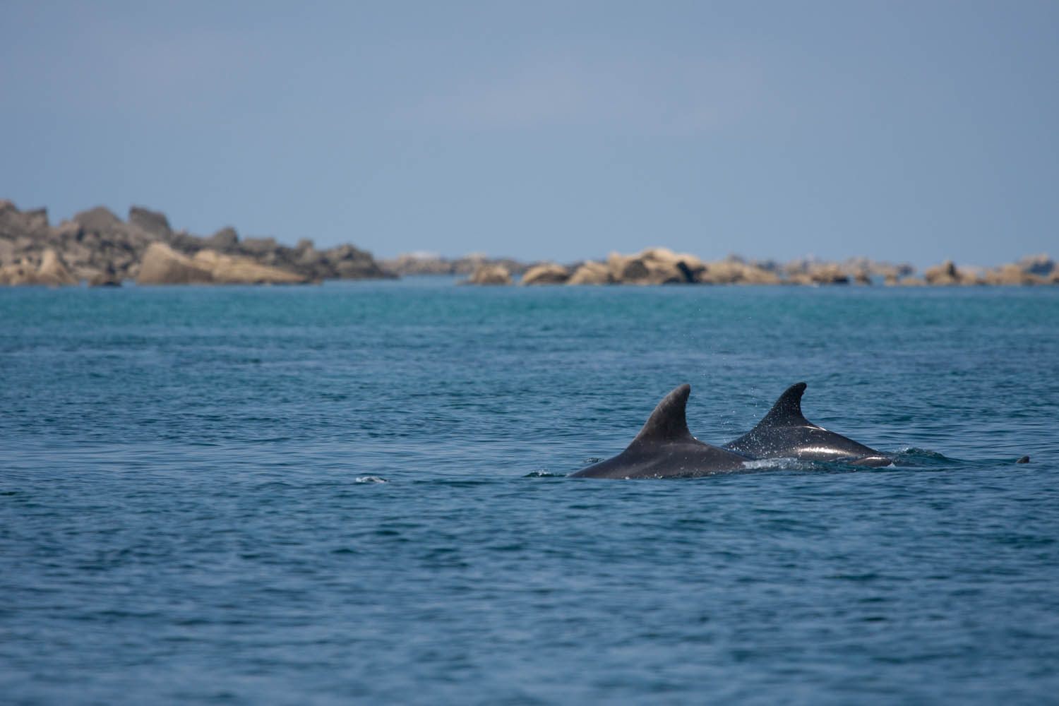 voyage naturaliste sur les mammifères marins du cotentin 25