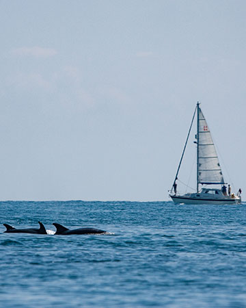 voyage navigation accueil wild seas explorer