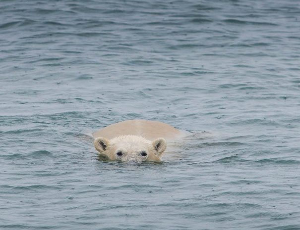 voyage navigation - les nav - traversée de la mer de barents à la voile copyright seilnorge - Navigation en voilier direction l'Arctique et observation d'un ours polaire