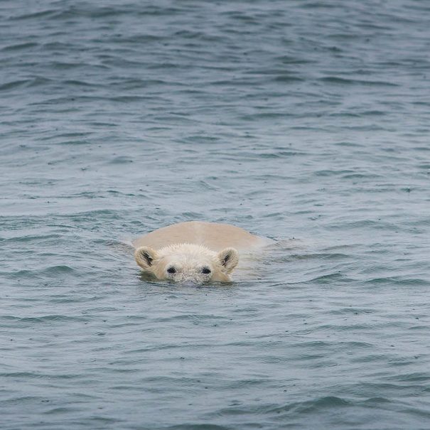 voyage navigation - les nav - traversée de la mer de barents à la voile copyright seilnorge - Navigation en voilier direction l'Arctique et observation d'un ours polaire