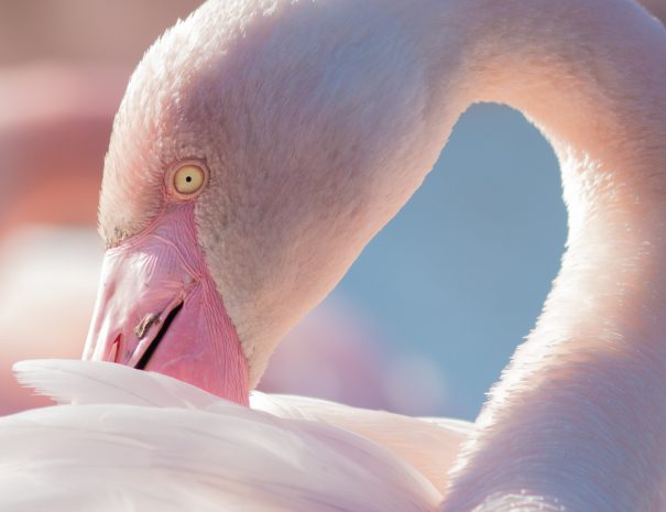 voyage photo pose longue et oiseaux en Camargue-14