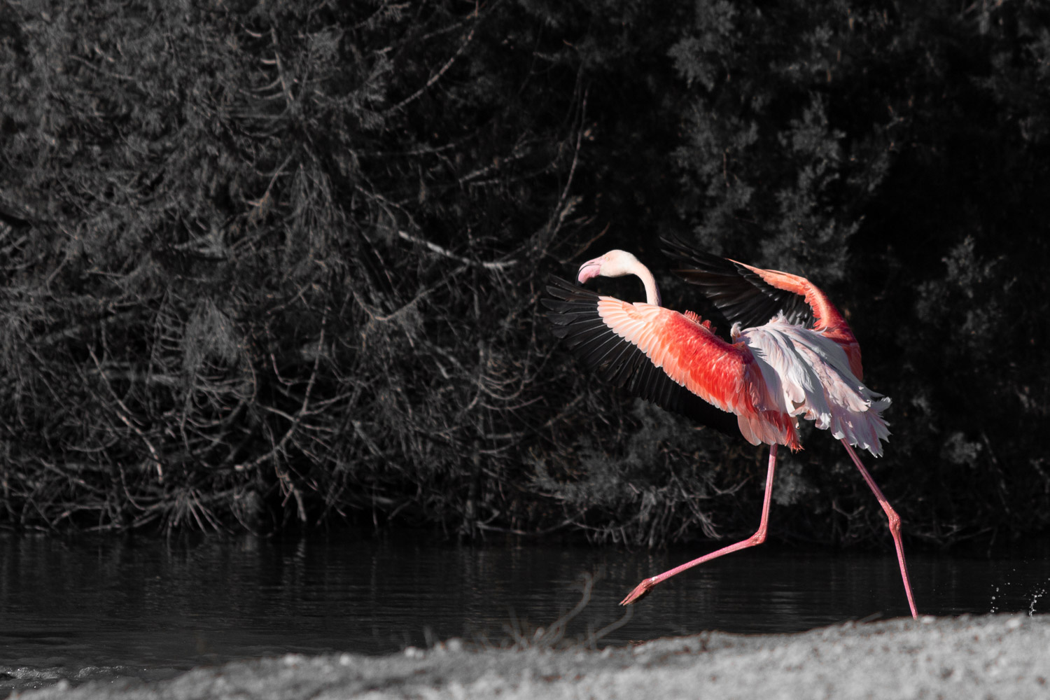 voyage photo pose longue et oiseaux en Camargue-19