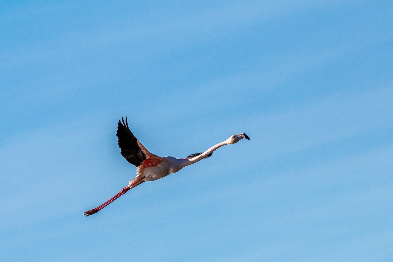 voyage photo pose longue et oiseaux en Camargue-20