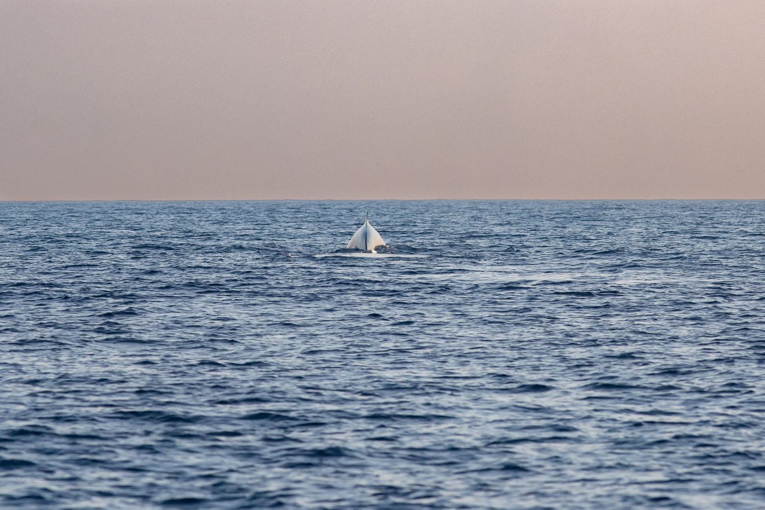 voyage scientifique cetaces de mediterranee 14
