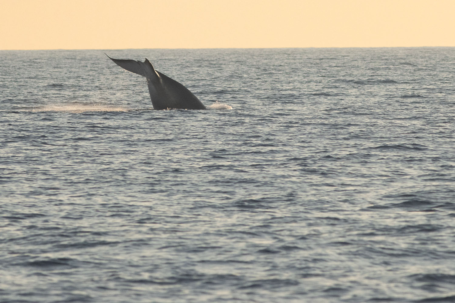 voyage scientifique cetaces de mediterranee 15