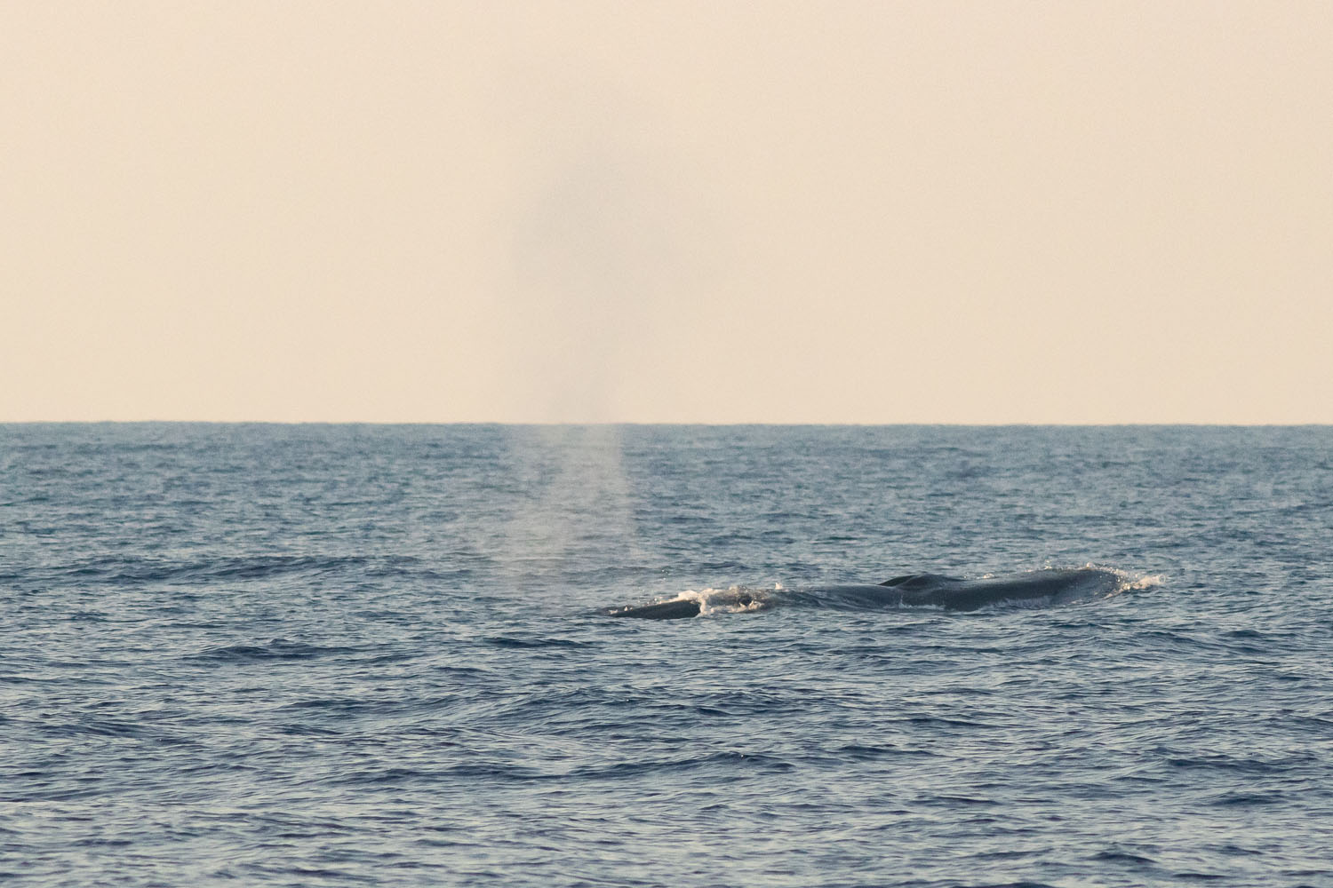 voyage scientifique cetaces de mediterranee 17