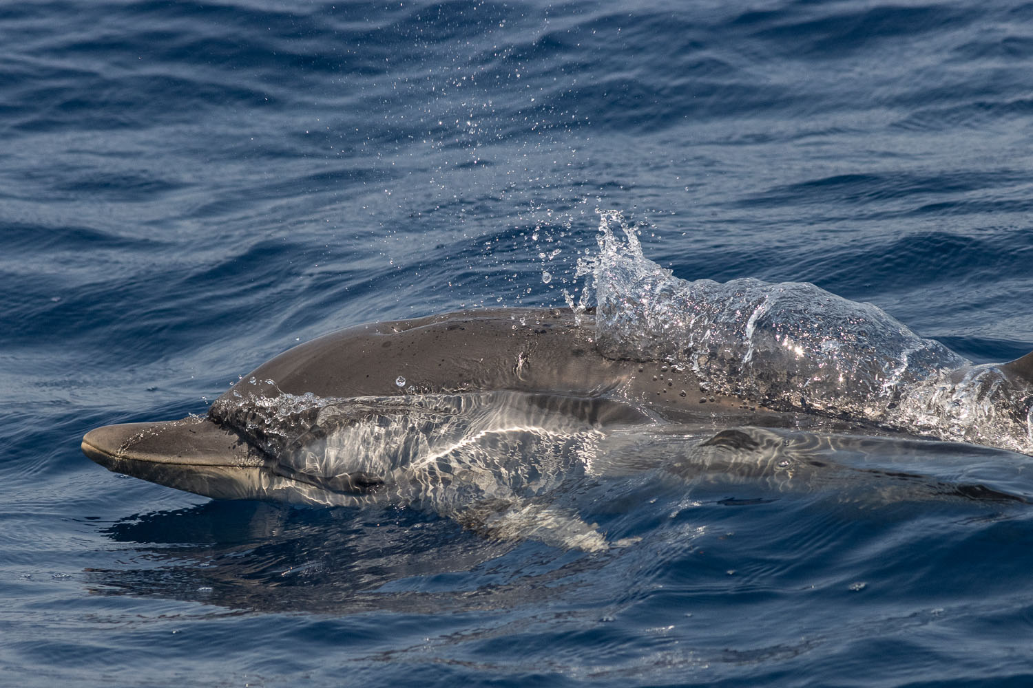 voyage scientifique cetaces de mediterranee 19