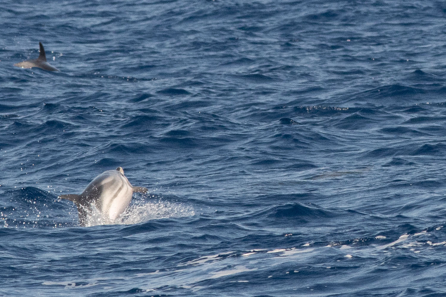 voyage scientifique cetaces de mediterranee 29