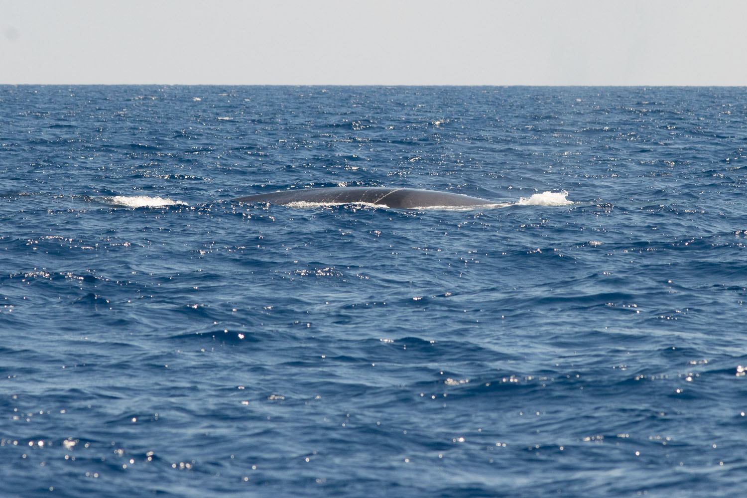 voyage scientifique cetaces de mediterranee 31
