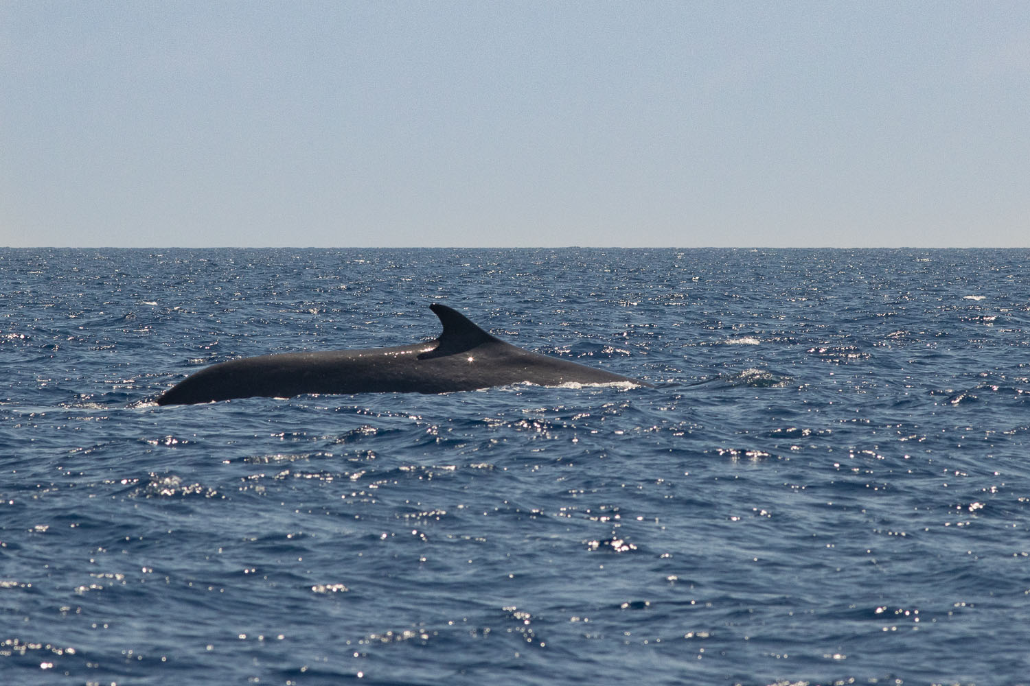 voyage scientifique cetaces de mediterranee 33