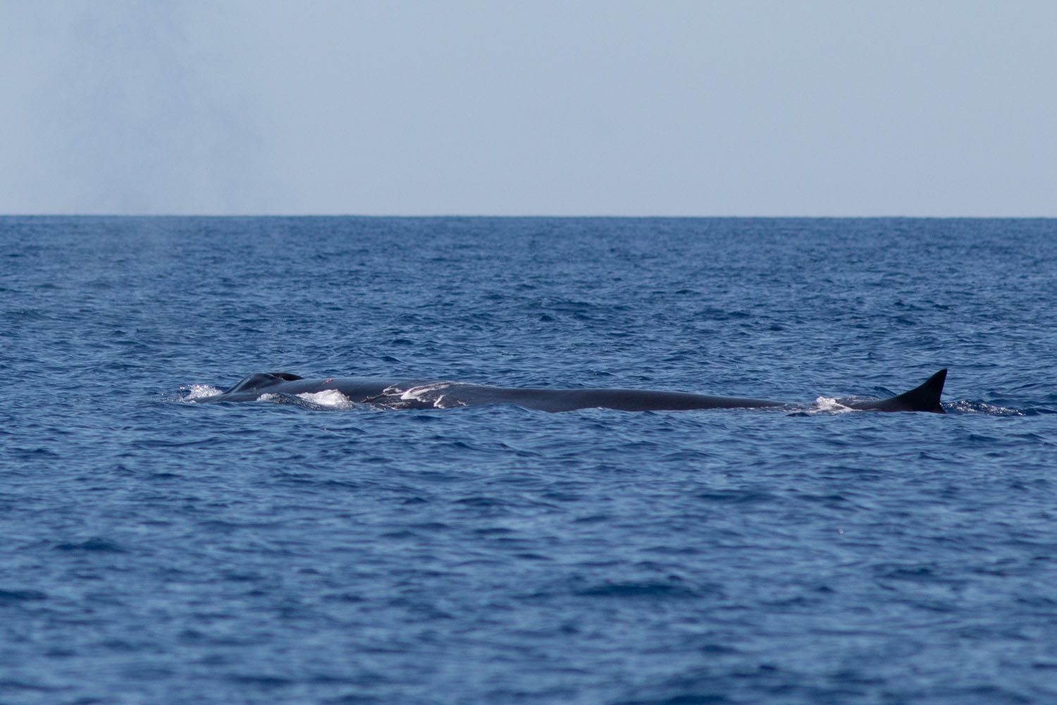 voyage scientifique cetaces de mediterranee 35