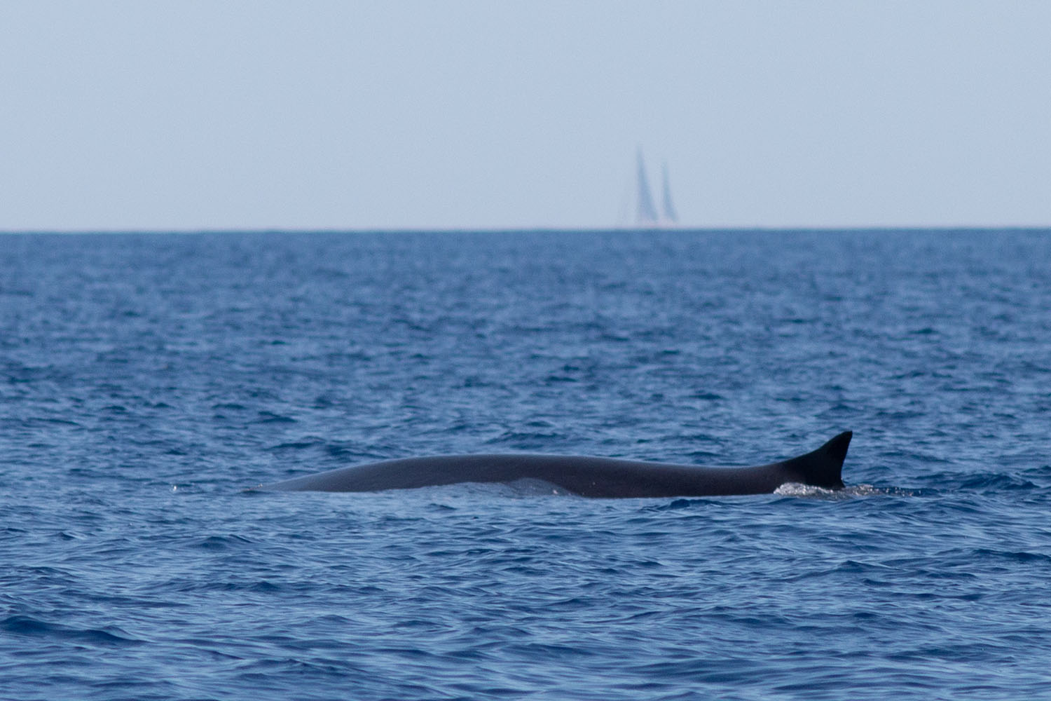 voyage scientifique cetaces de mediterranee 36