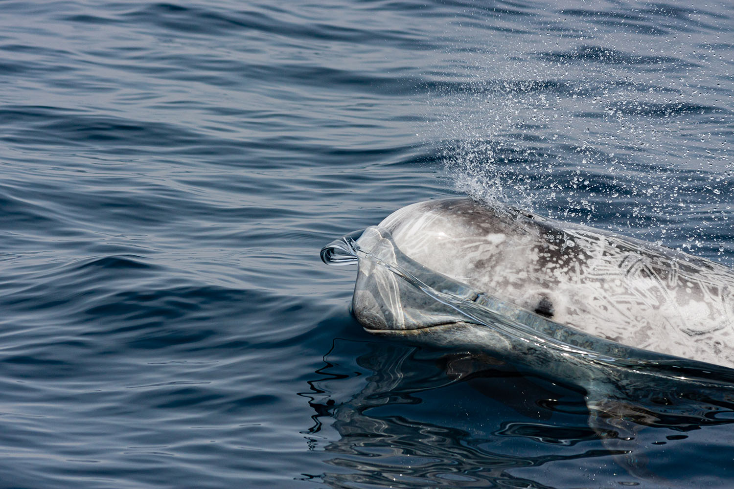 voyage scientifique cetaces de mediterranee 41