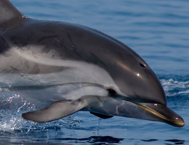 voyage scientifique cetaces de mediterranee 44