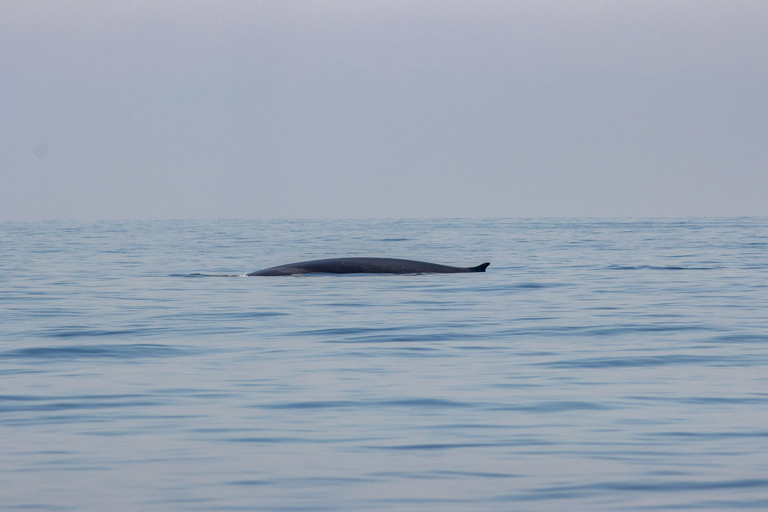 voyage scientifique cetaces de mediterranee 5