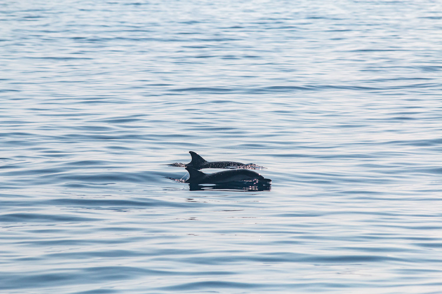voyage scientifique - cetaces de mediterranee vers la corse a la voile 13