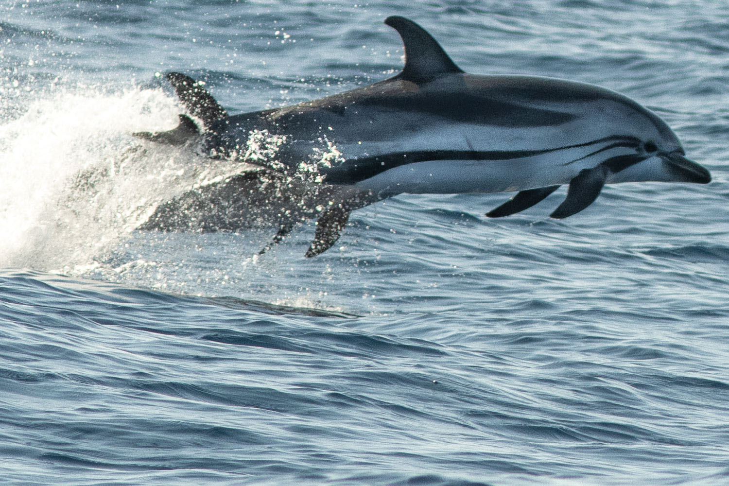 voyage scientifique - cetaces de mediterranee vers la corse a la voile 14