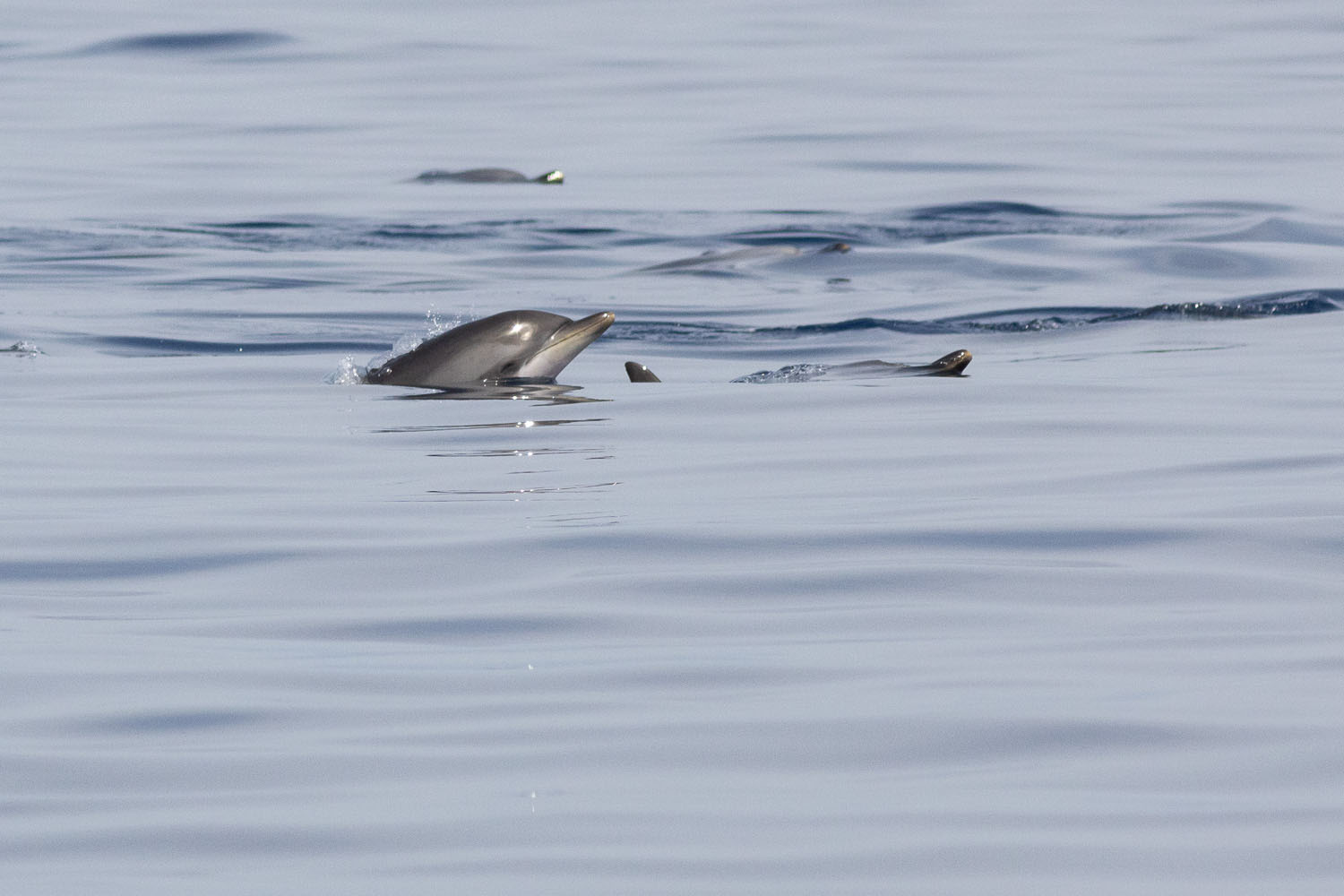 voyage scientifique - cetaces de mediterranee vers la corse a la voile 15