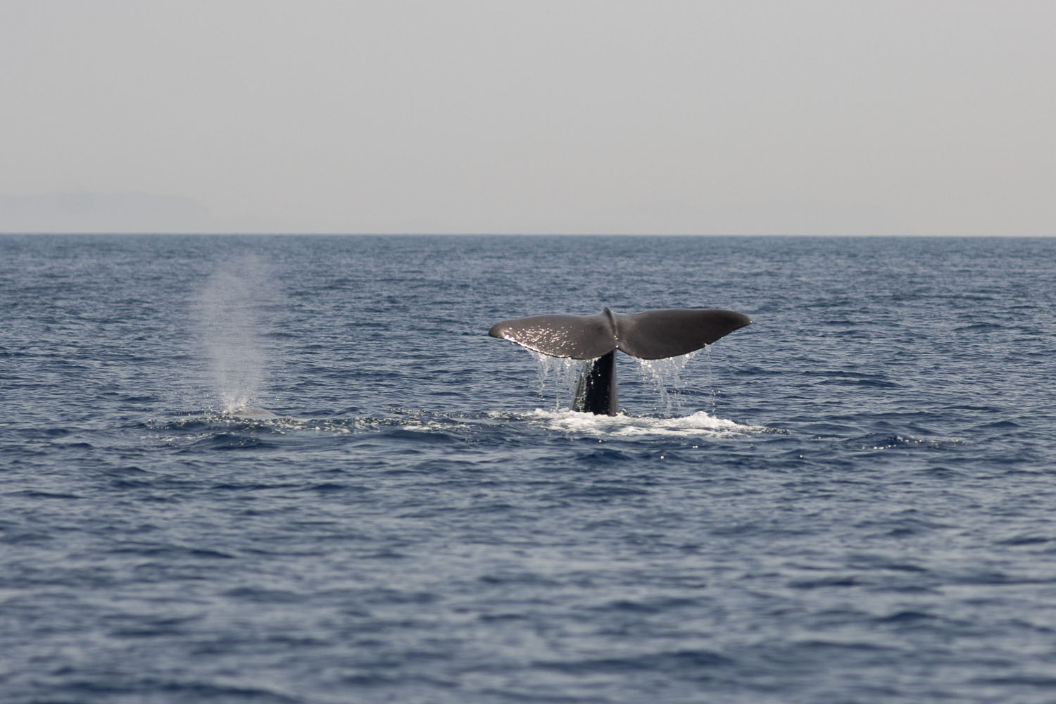 voyage scientifique - cetaces de mediterranee vers la corse a la voile 2