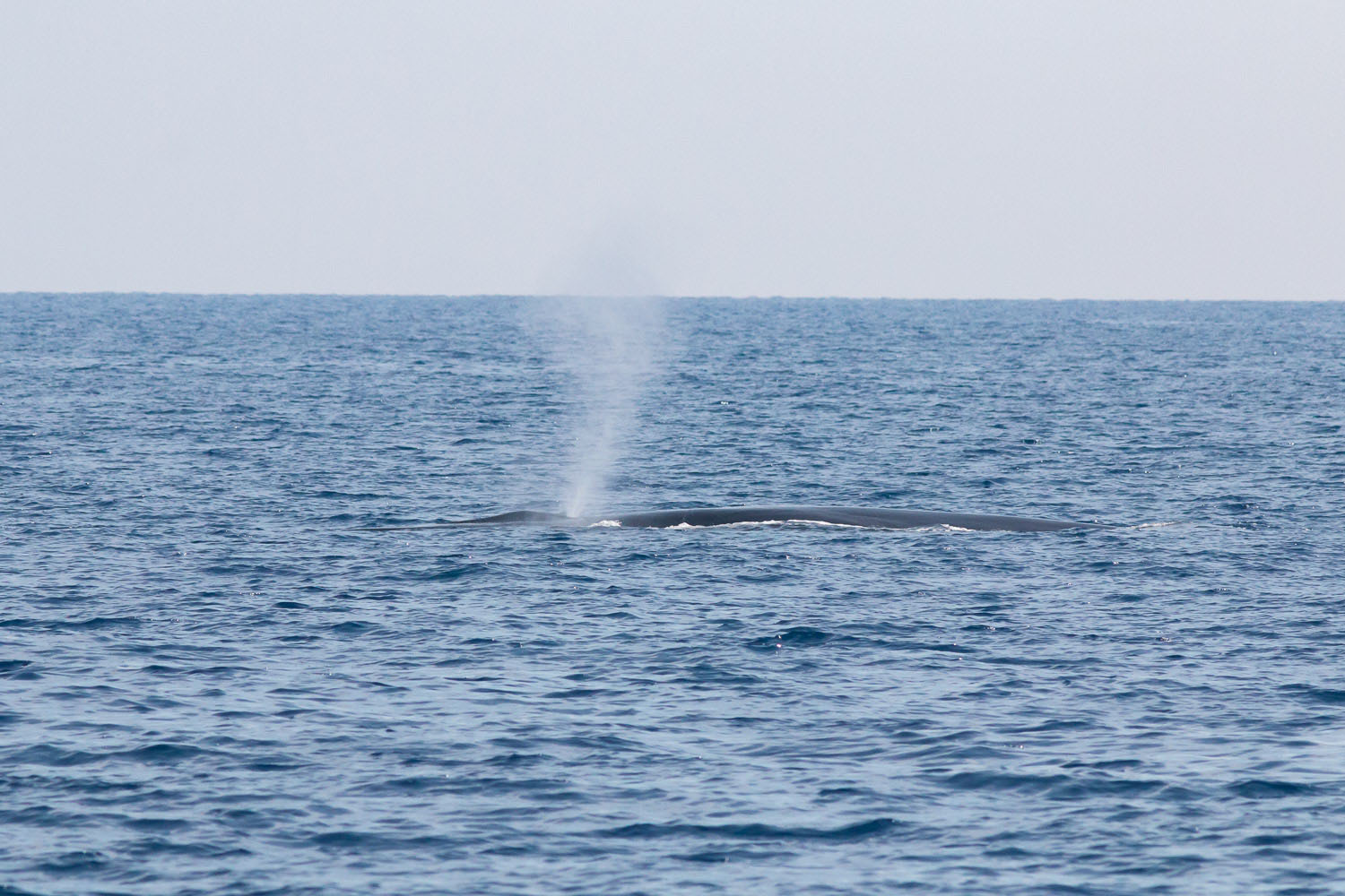 voyage scientifique - cetaces de mediterranee vers la corse a la voile 22