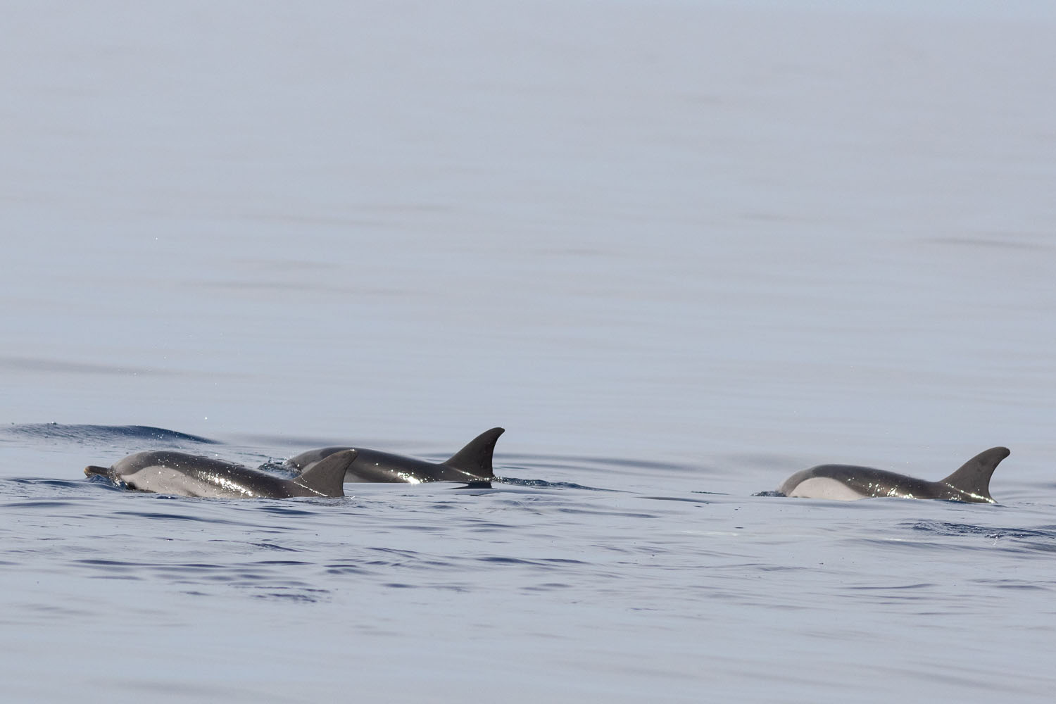 voyage scientifique - cetaces de mediterranee vers la corse a la voile 24