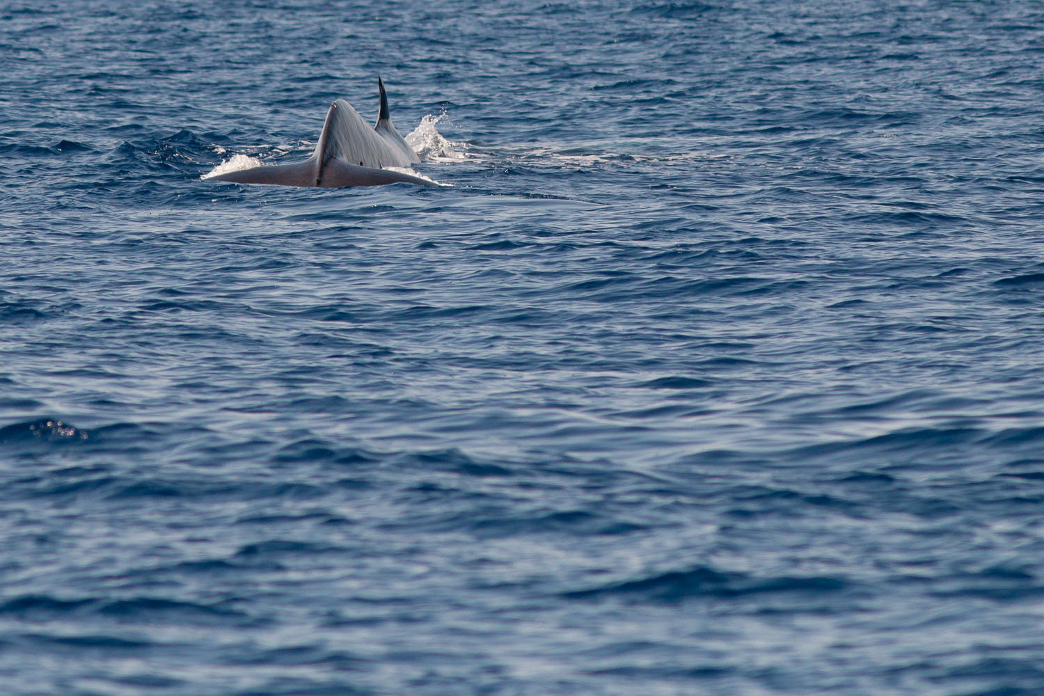 voyage scientifique - cetaces de mediterranee vers la corse a la voile 25