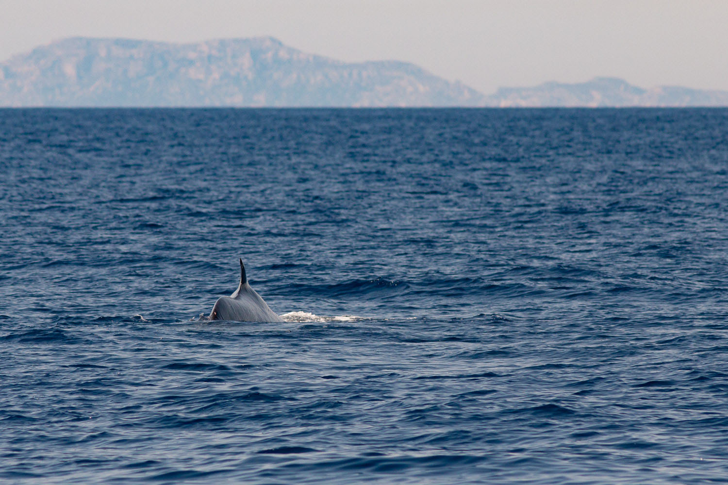 voyage scientifique - cetaces de mediterranee vers la corse a la voile 29