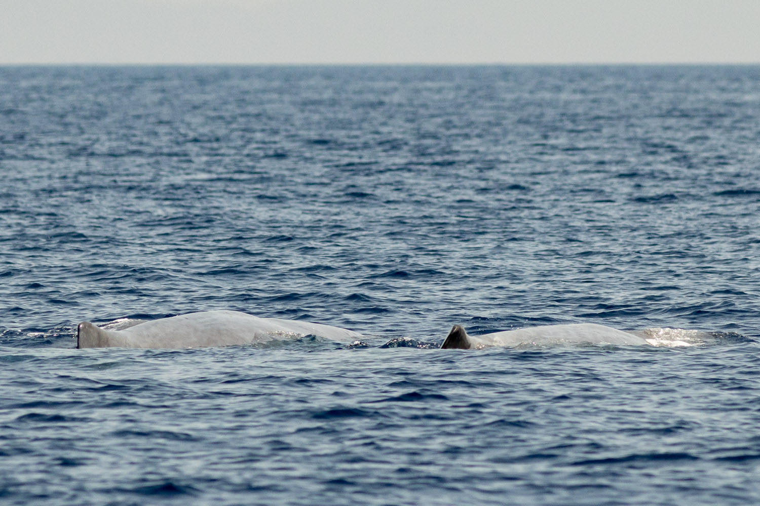 voyage scientifique - cetaces de mediterranee vers la corse a la voile 3