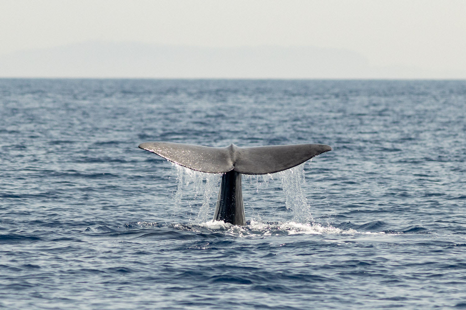 voyage scientifique - cetaces de mediterranee vers la corse a la voile 30