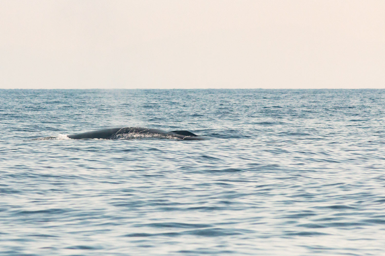voyage scientifique - cetaces de mediterranee vers la corse a la voile 31