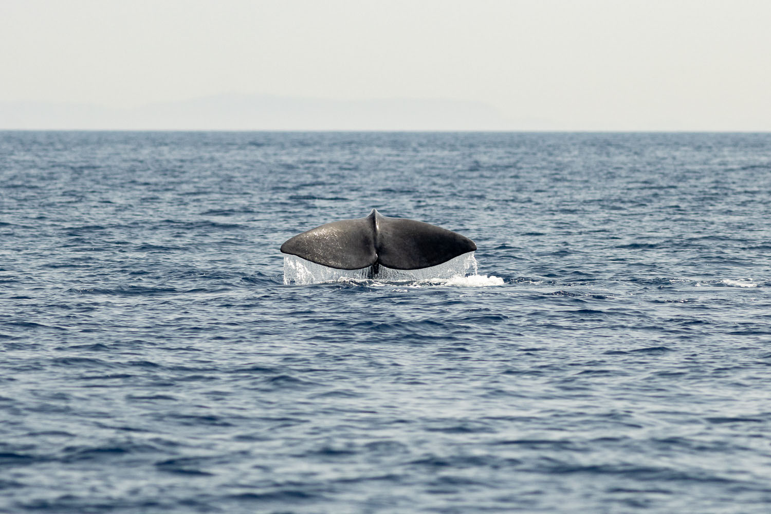 voyage scientifique - cetaces de mediterranee vers la corse a la voile 33