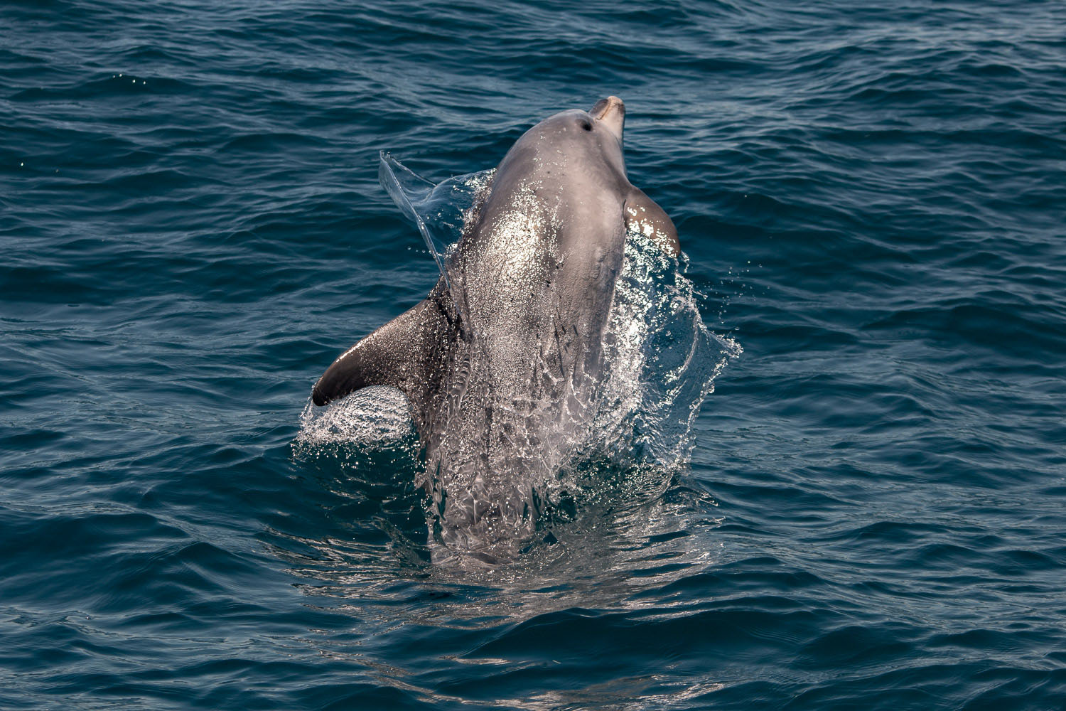voyage scientifique - cetaces de mediterranee vers la corse a la voile 34