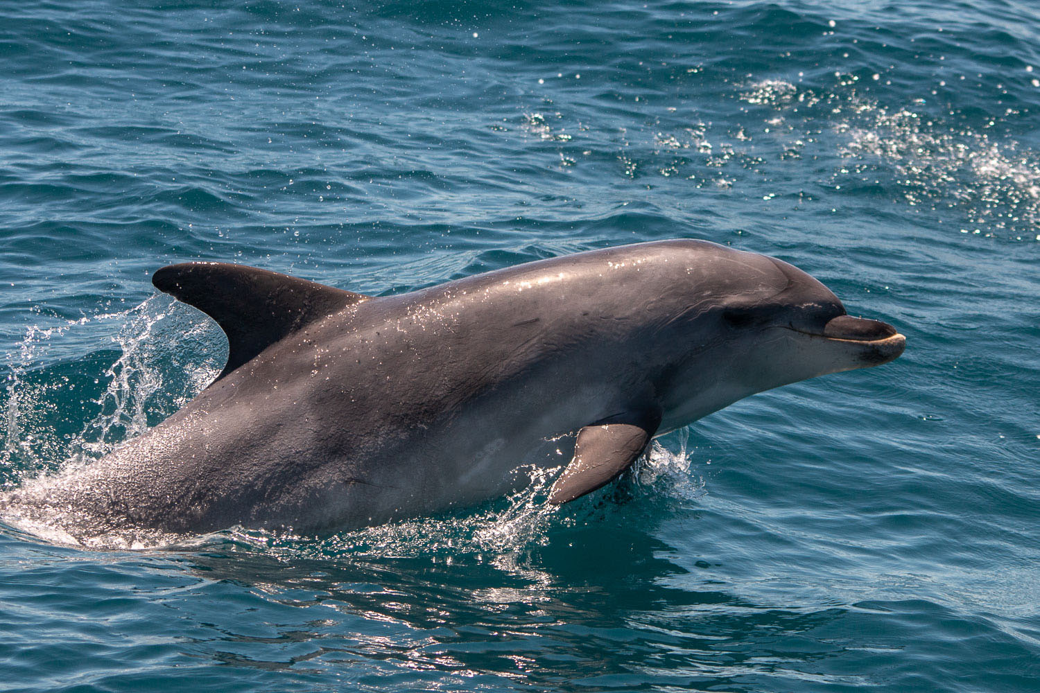 voyage scientifique - cetaces de mediterranee vers la corse a la voile 36