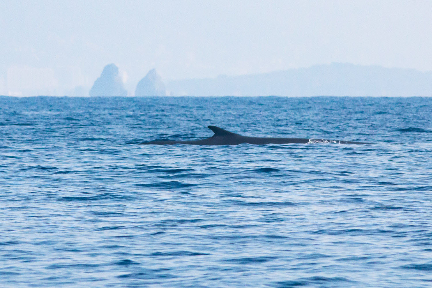 voyage scientifique - cetaces de mediterranee vers la corse a la voile 37