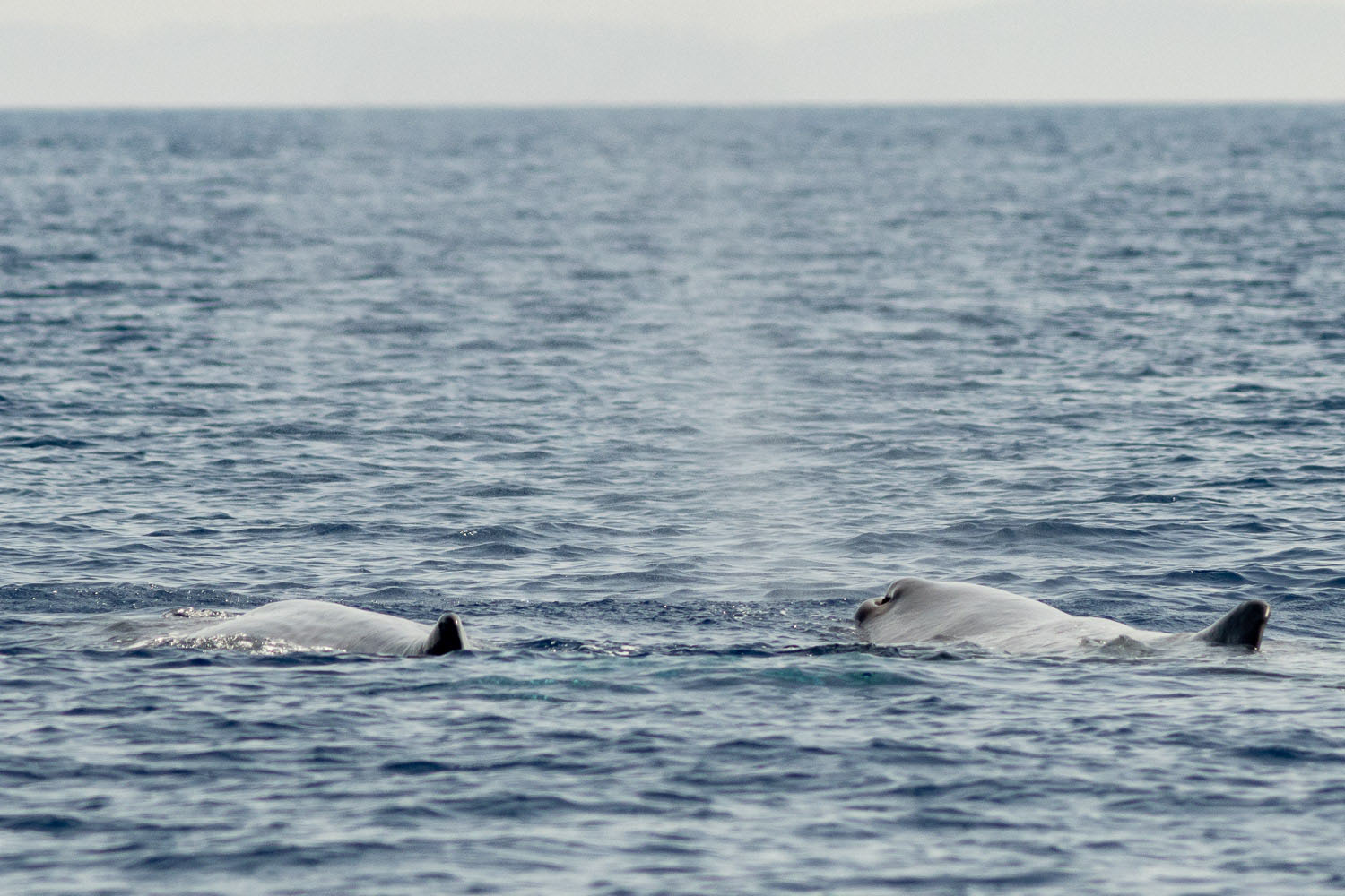 voyage scientifique - cetaces de mediterranee vers la corse a la voile 39