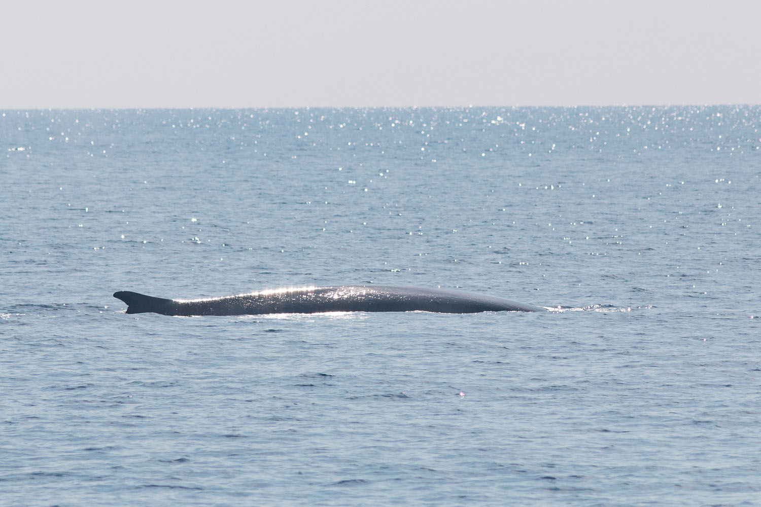 voyage scientifique - cetaces de mediterranee vers la corse a la voile 4