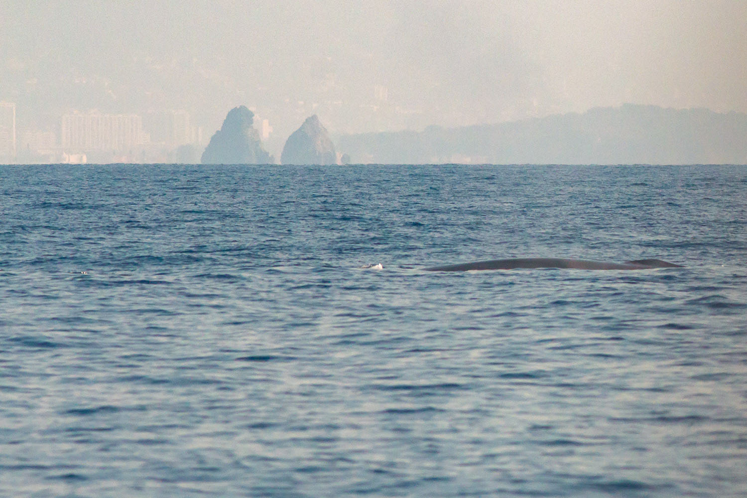 voyage scientifique - cetaces de mediterranee vers la corse a la voile 42