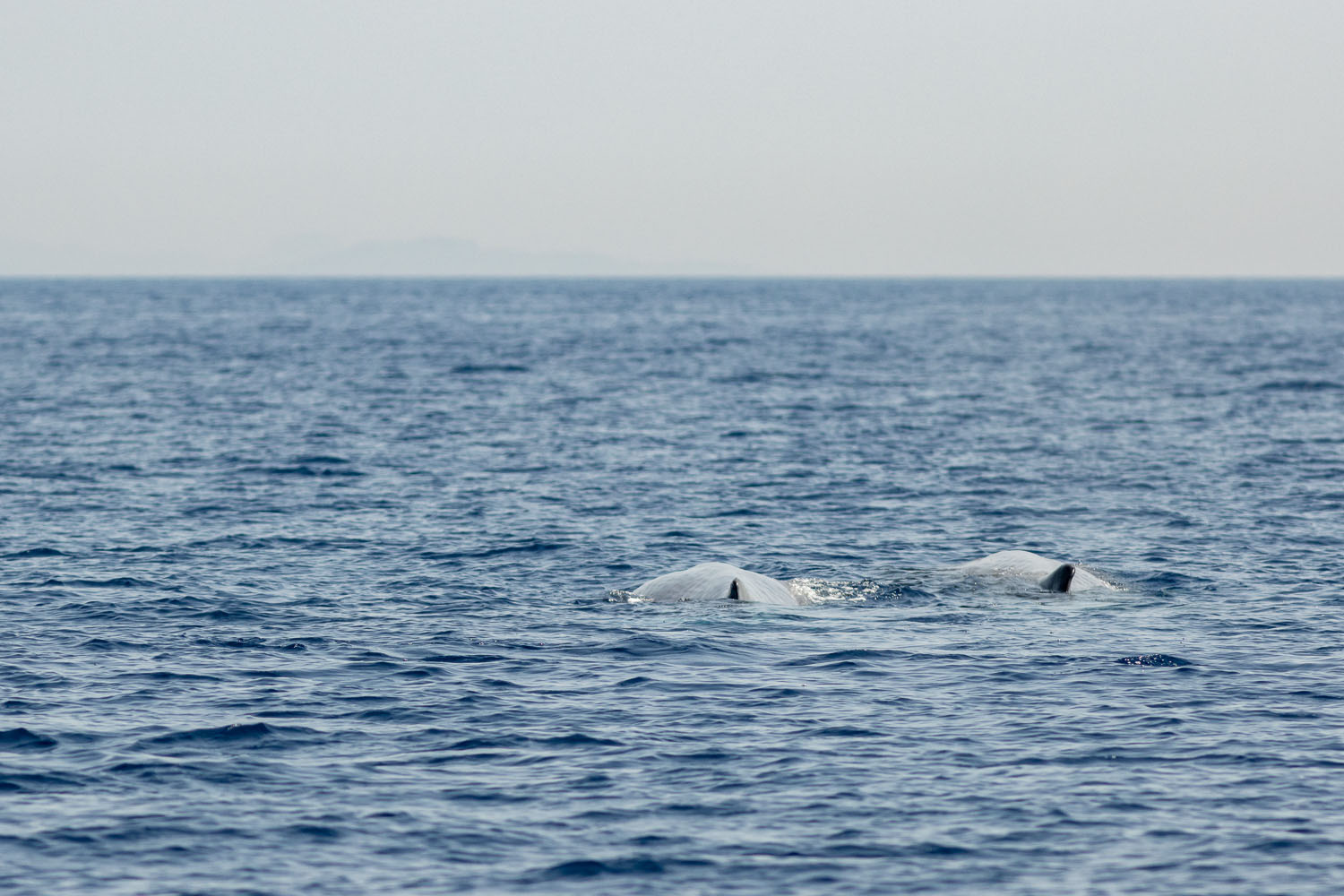 voyage scientifique - cetaces de mediterranee vers la corse a la voile 44
