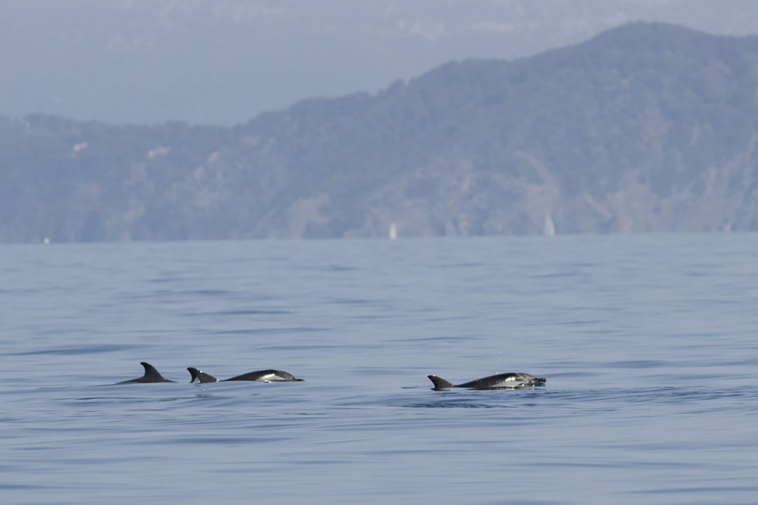 voyage scientifique - cetaces de mediterranee vers la corse a la voile 6