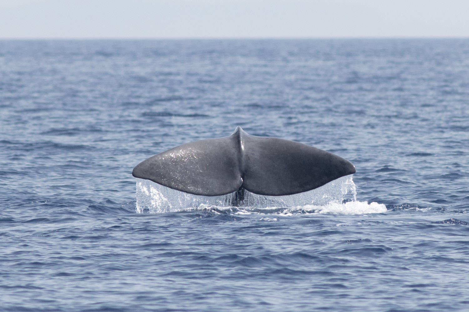 voyage scientifique - cetaces de mediterranee vers la corse a la voile 7