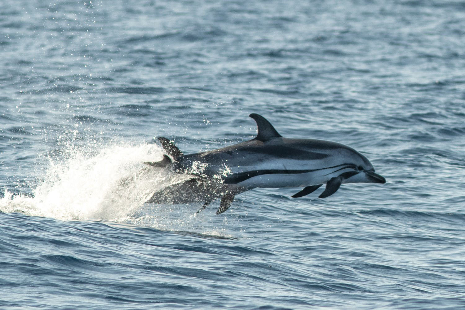 voyage scientifique - cetaces de mediterranee vers la corse a la voile