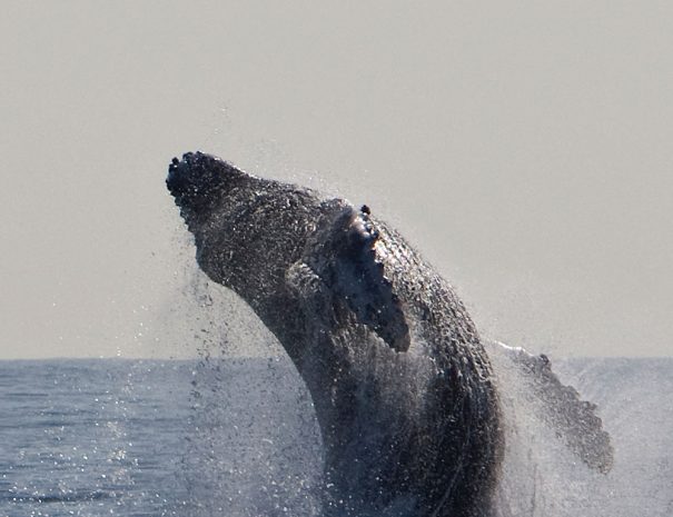 voyage scientifique cetaces et faune marine de guadeloupe 2