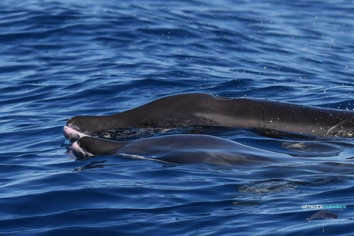 voyage scientifique cetaces et faune marine de guadeloupe copyright Cedric Millon 23