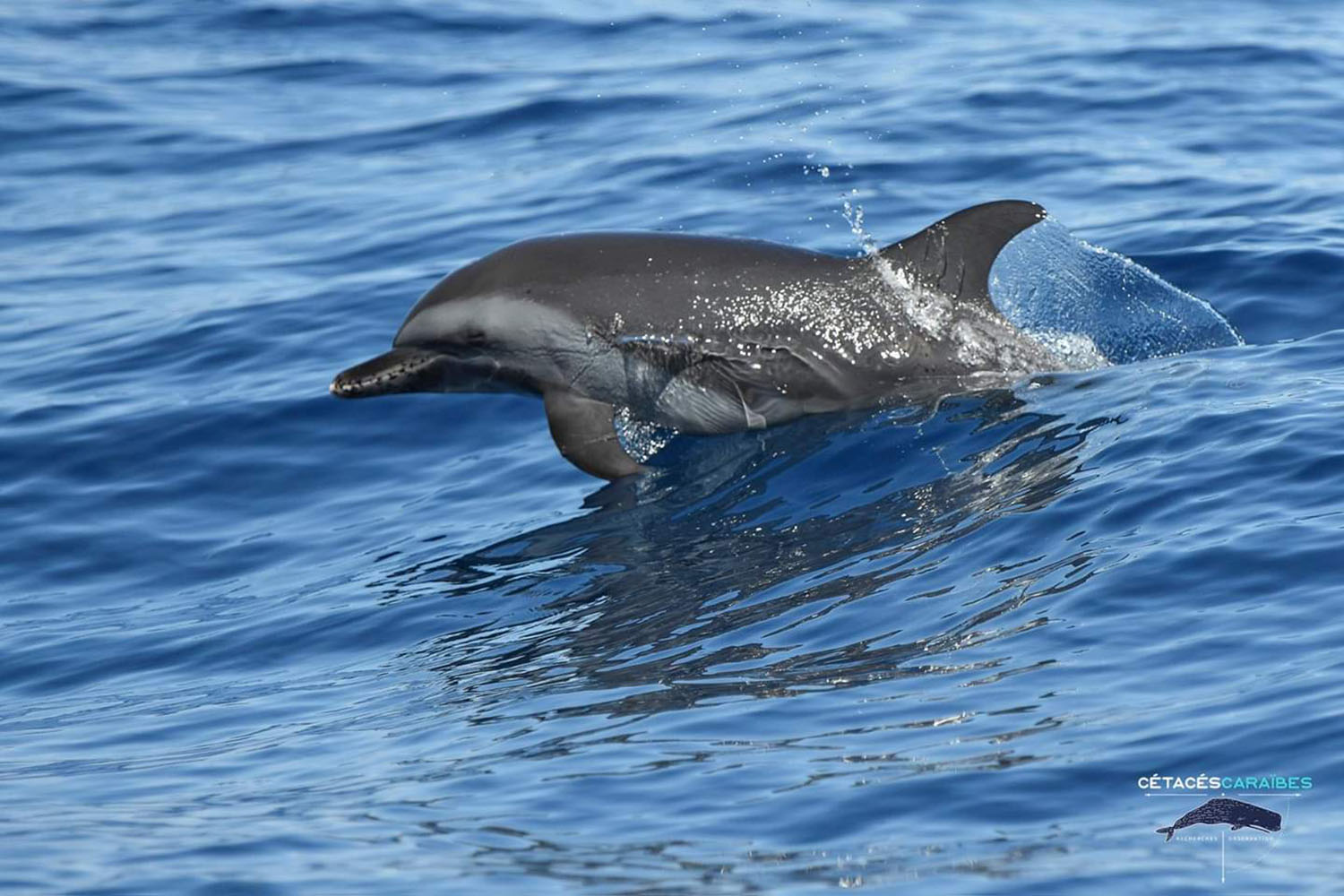 voyage scientifique cetaces et faune marine de guadeloupe copyright Cedric Millon 26