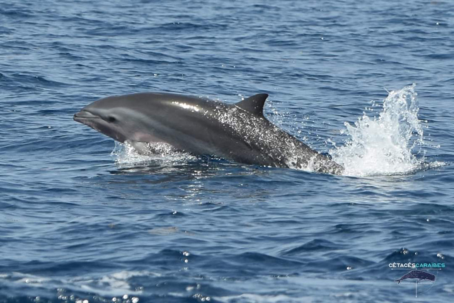 voyage scientifique cetaces et faune marine de guadeloupe copyright Cedric Millon 30