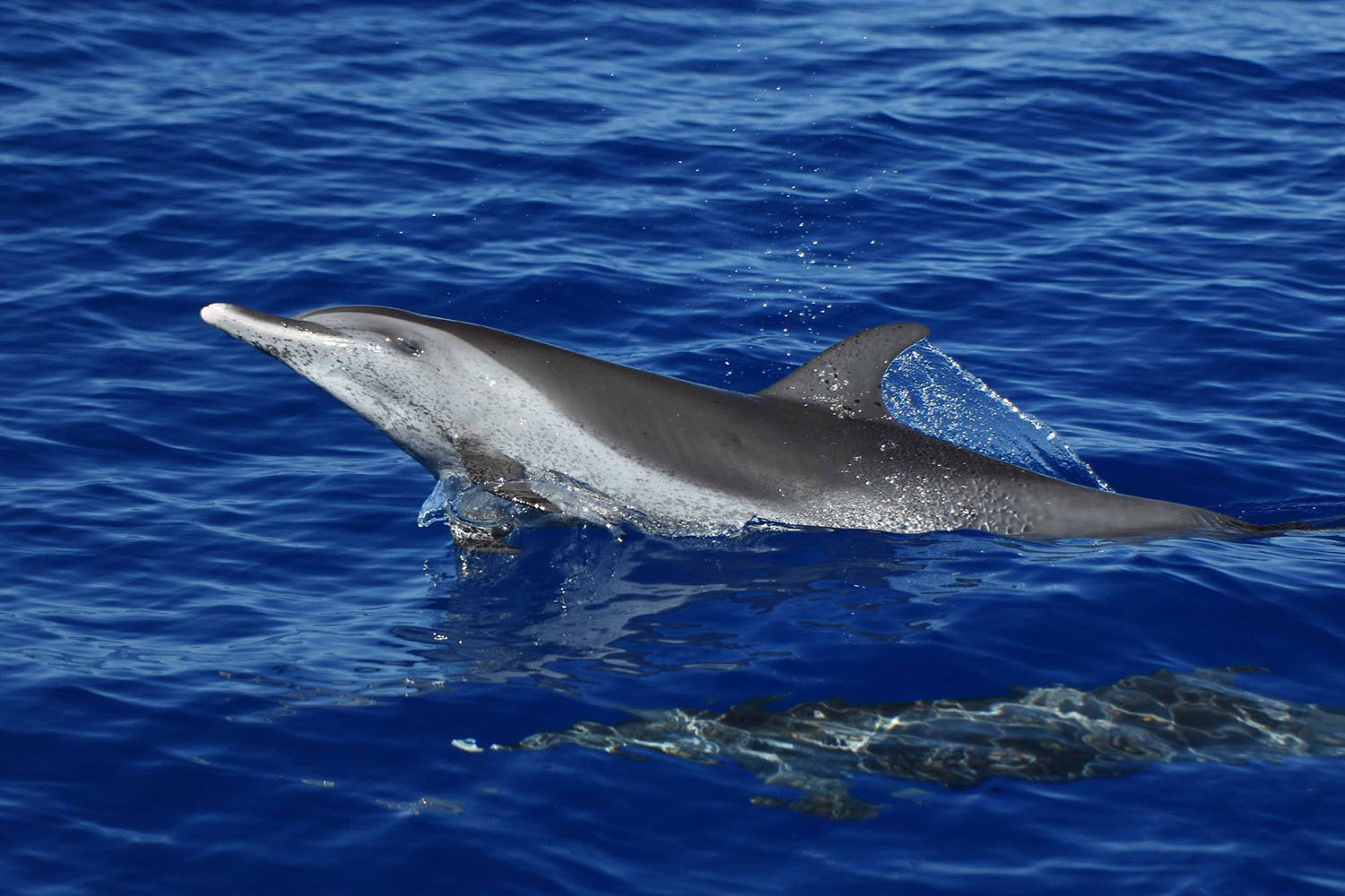 voyage scientifique cetaces et faune marine de guadeloupe copyright Cedric Millon 36