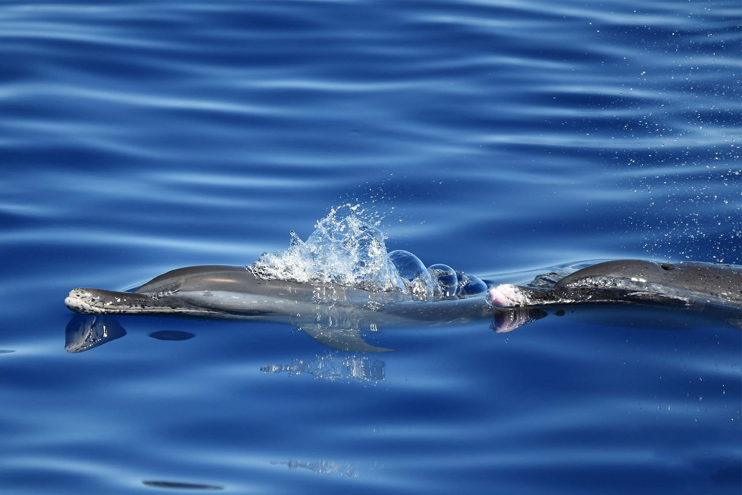 voyage scientifique cetaces et faune marine de guadeloupe copyright Cedric Millon 37